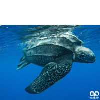 گونه لاکپشت چرمی Leatherback Turtle